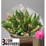 Tulp do Brindisi
