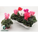 Cyclamen pers Alpikann large flower super series vintro 13cm