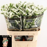 Limonium Pearl Wings 80cm