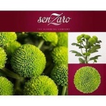 Chrysanthemum Krüsanteem SP Deligreen*5