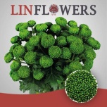 Chrysanthemum Krüsanteem SP Deligreen*10