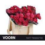 Kobarroos 40cm party trendsetter