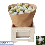 Tulp do Double Surprise