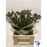Freesia Blue Velvet