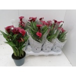 Zantedeschia Kalla Royal Valentine 10,5cm