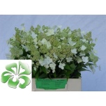 Hydrangea Hortensia Kyushu 40cm*10