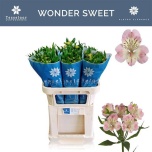 Alstroemeria Inkaliilia Wonder Sweet