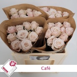 Roos 50cm Cafe