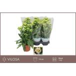 Kalanchoe Kalanhoe double sunny white 14cm