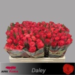 Roos 50cm Daley+ (Afriflora)