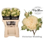 Kobarroos 50cm Victorian Wedding	