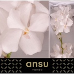 Vanda Ansu No. 1*16