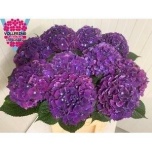 Hydrangea Hortensia Royal King 80cm*5