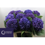 Hydrangea Hortensia Royal King 80cm*5