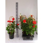 Rosa floribunda grp select gemengd 22cm