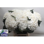 Hydrangea Hortensia Allure 60cm*5