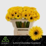 Gerbera mini Dunga*20