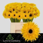 Gerbera MS Punki Dunga*10