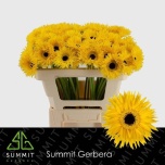 Gerbera MS Dunga*20