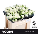 Kobarroos 50cm Bridal Flow