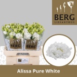 Eustoma Preeriakell Alissa Pure White