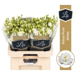 Eustoma Preeriakell Alissa Pure White