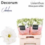 Eustoma Preeriakell Alissa Pure White