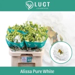 Eustoma Preeriakell Alissa Pure White