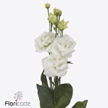 Eustoma Preeriakell Alissa Pure White (L.I.S)