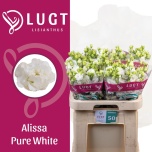 Eustoma Preeriakell Alissa Pure White (Lugt Lisianthus)