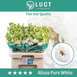 Eustoma Preeriakell Alissa Pure White (Lugt Lisianthus)