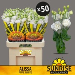 Eustoma Preeriakell Alissa Pure White (Sunrise Holland)