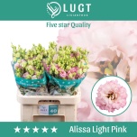 Eustoma Preeriakell Alissa Light Pink (Lugt Lisianthus)