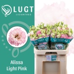 Eustoma Preeriakell Alissa Light Pink (Lugt Lisianthus)