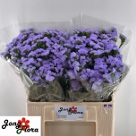 Limonium Parkjuur S Sky Wings 60-65cm