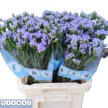 Limonium Parkjuur S Sky Wings 60-65cm