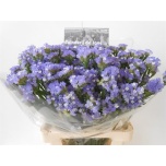 Limonium Parkjuur S Sky Wings 60-65cm