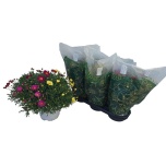 Argyranthemum Hõbekakar mix in pot 19cm