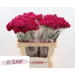 Dianthus Nelk ST Zafiro*20