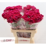 Dianthus Nelk ST Zafiro*20