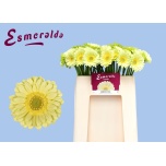 Gerbera MINI Green Tea*20
