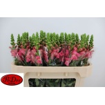 Antirrhinum Lõvilõug Avignon Rose 70cm