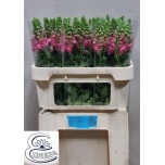 Antirrhinum Lõvilõug Avignon Rose 75cm