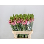 Antirrhinum Lõvilõug Avignon Rose 80cm