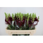 Antirrhinum Lõvilõug Avignon Dark Red 75cm