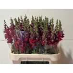 Antirrhinum Lõvilõug Avignon Dark Red 80cm