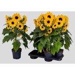 Helianthus helix Luuderohi sunfinity yellow dark center 17cm