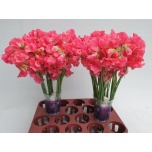 Lathyrus Lillhernes Parfum Coral 40-45cm