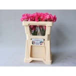 Lathyrus Lillhernes Parfum Coral 50cm