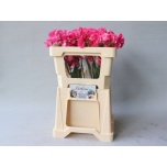 Lathyrus Lillhernes Parfum Coral 50cm